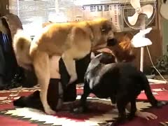 A plump married slut is being drilled by her dog while wearing bunny underwear.